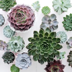 Echeveria Starter Collection 9 Echeveria Starter Collection -Perennials Sales pl2000028161 card5 lg