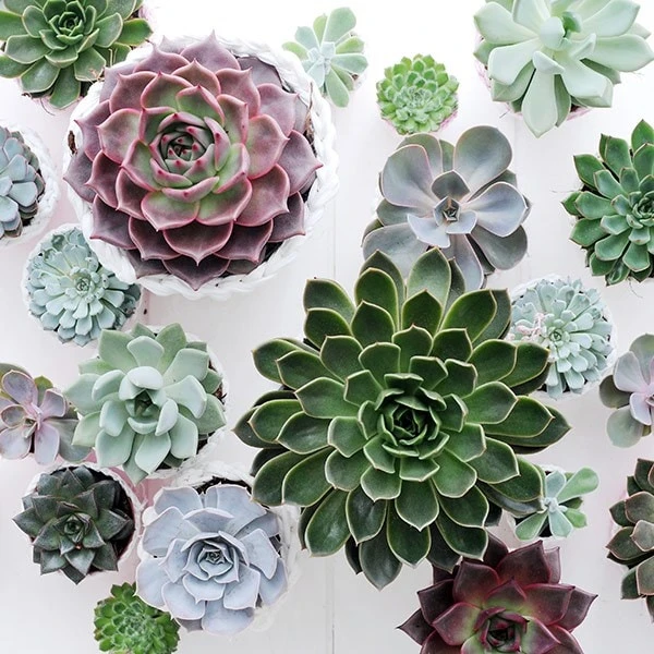 Echeveria Starter Collection 5 Echeveria Starter Collection - Image 5