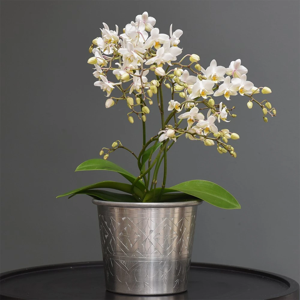 Phalaenopsis 'White Willd Orchid' 4 Phalaenopsis 'White Willd Orchid' - Image 4