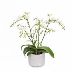 Phalaenopsis 'White Willd Orchid' 9 Phalaenopsis 'White Willd Orchid' -Perennials Sales pl2000028180 card6 lg