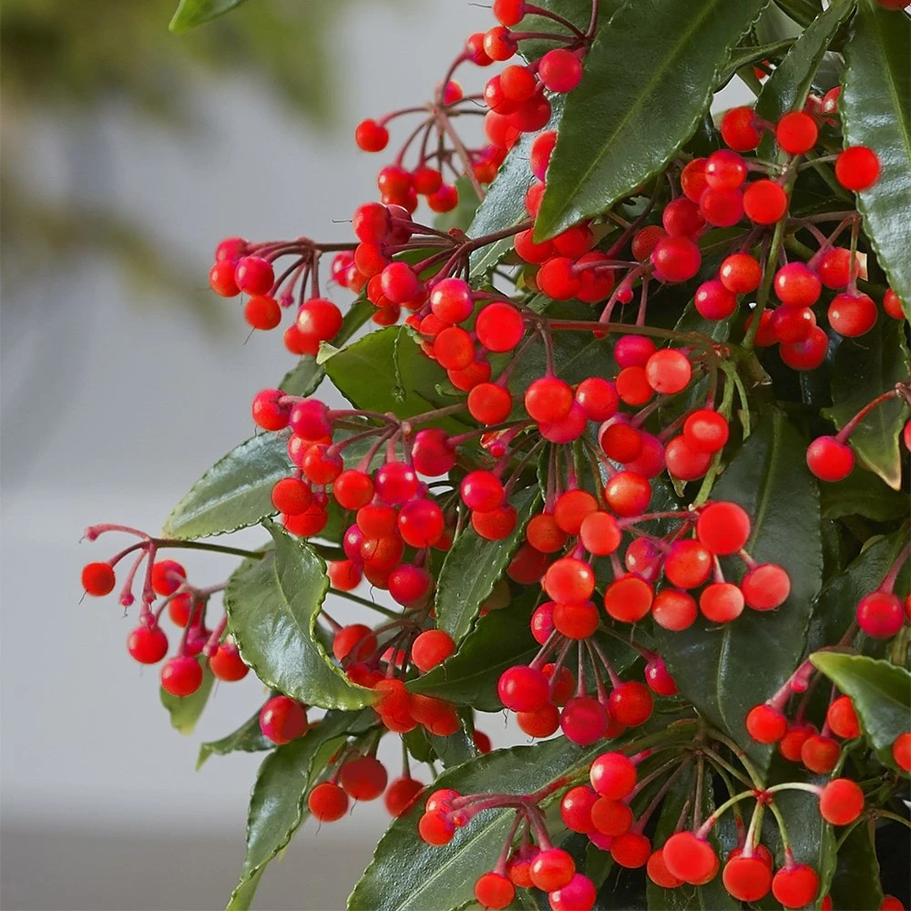 Ardisia Crenata 'Queen Star' (PBR) 2 Ardisia Crenata 'Queen Star' (PBR) - Image 2
