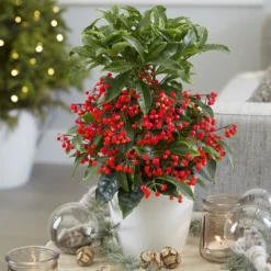 Ardisia Crenata 'Queen Star' (PBR) 6 Ardisia Crenata 'Queen Star' (PBR) -Perennials Sales pl2000028194 card3 lg