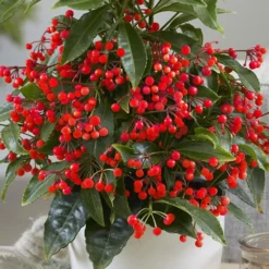 Ardisia Crenata 'Queen Star' (PBR) 7 Ardisia Crenata 'Queen Star' (PBR) -Perennials Sales pl2000028194 card4 lg