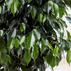 Ficus Benjamina 'Danielle' (PBR) -Perennials Sales pl2000028196 card3 lg