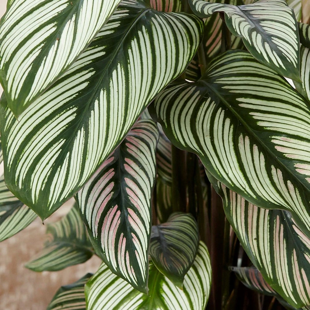 Goeppertia 'Whitestar' 2 Goeppertia 'Whitestar' - Image 2