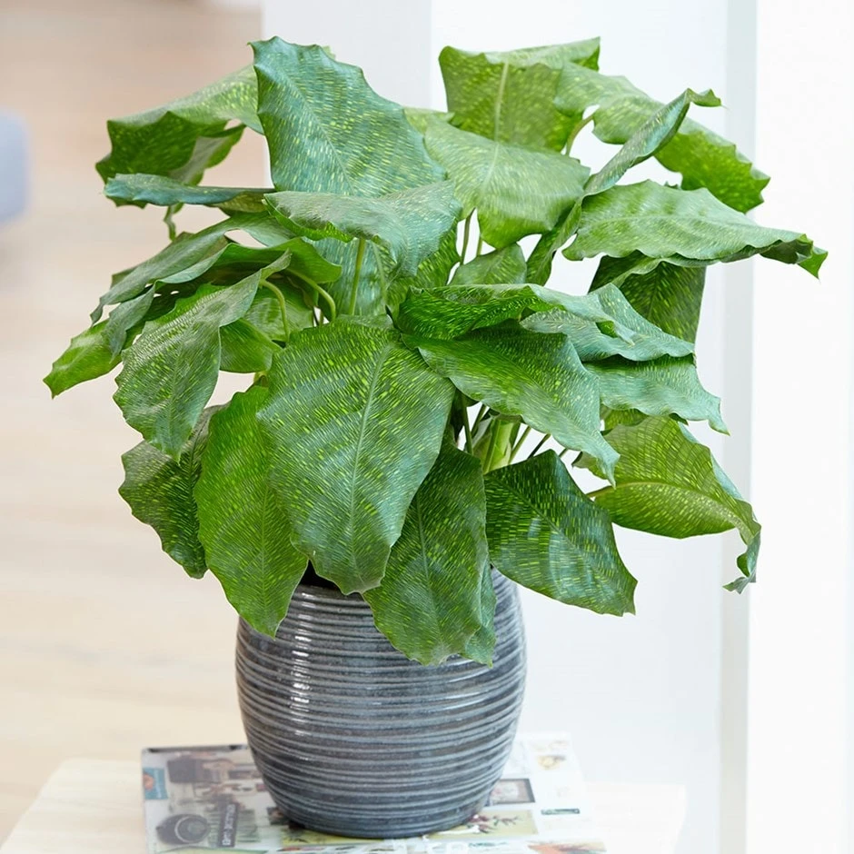 Calathea Network ('Pp0005') (PBR) 1 Calathea Network ('Pp0005') (PBR)