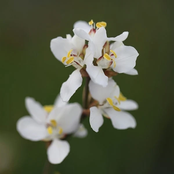 Libertia Chilensis 4 Libertia Chilensis - Image 4