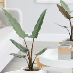 Alocasia Lauterbachiana