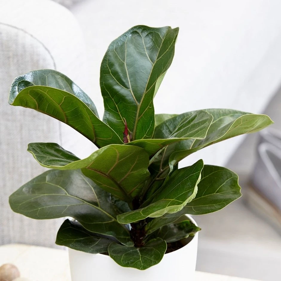 Ficus Lyrata 'Bambino' (PBR) 1 Ficus Lyrata 'Bambino' (PBR)