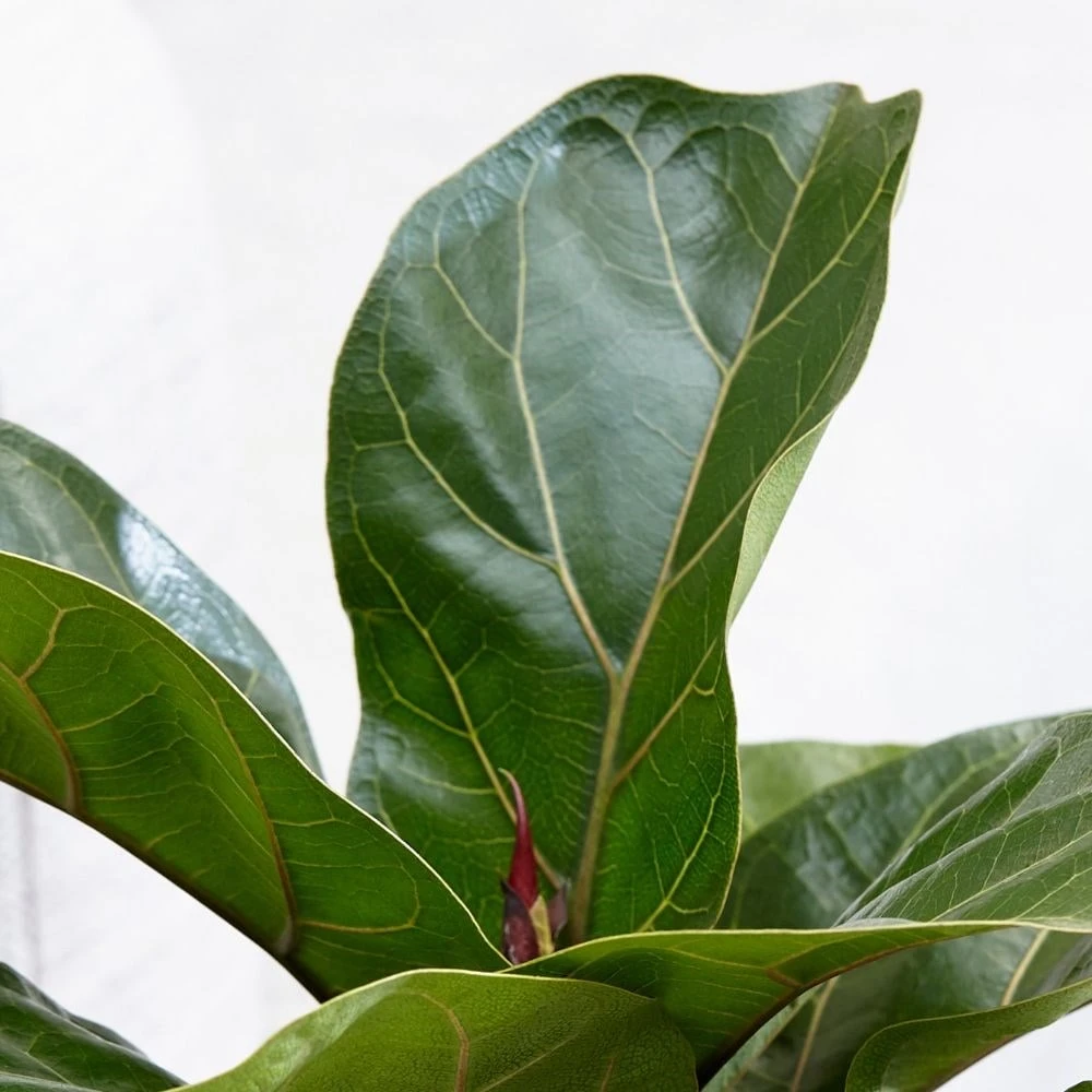 Ficus Lyrata 'Bambino' (PBR) 2 Ficus Lyrata 'Bambino' (PBR) - Image 2