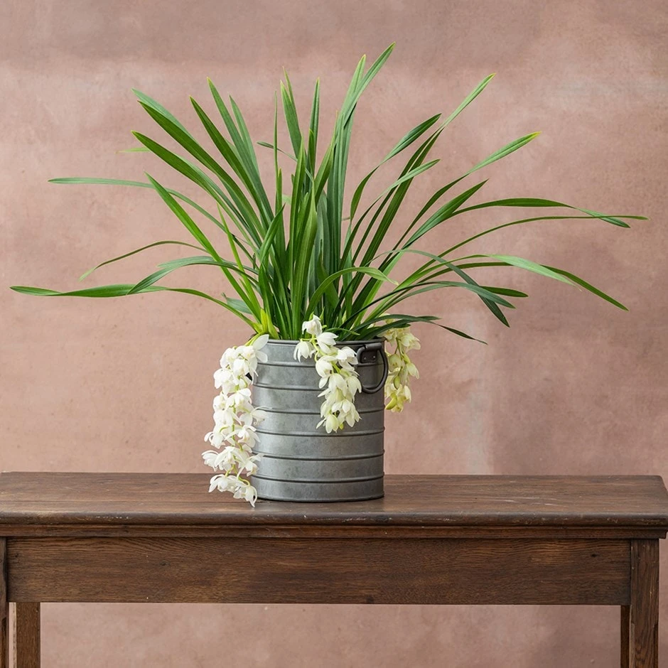 Cymbidium Sarah Jean ('Ice Cascade') 1 Cymbidium Sarah Jean ('Ice Cascade')