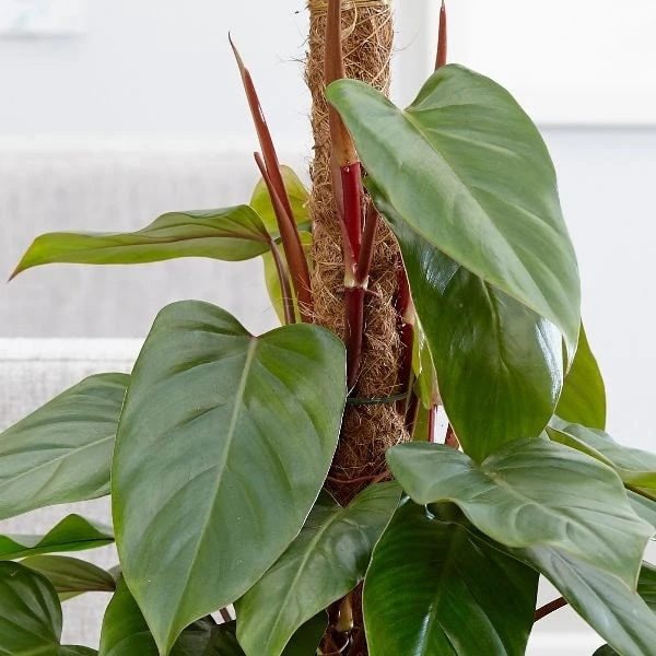 Philodendron Erubescens 'Red Emerald' 2 Philodendron Erubescens 'Red Emerald' - Image 2