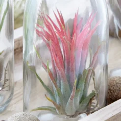 Air Plant In A Glass Bottle 7 Air Plant In A Glass Bottle -Perennials Sales pl2000031726 card3 lg