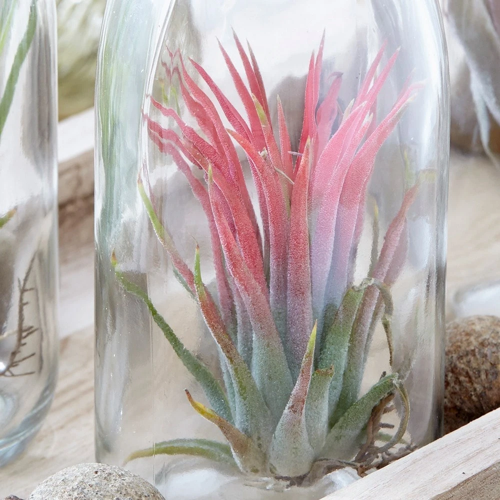 Air Plant In A Glass Bottle 3 Air Plant In A Glass Bottle - Image 3