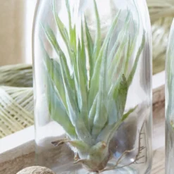 Air Plant In A Glass Bottle 9 Air Plant In A Glass Bottle -Perennials Sales pl2000031726 card5 lg