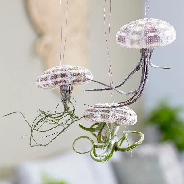 Hanging Jellyfish (air Plant) 1 Hanging Jellyfish (air Plant)