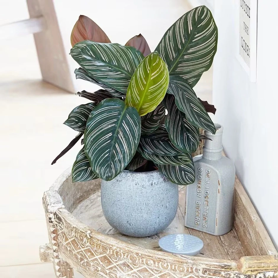 Goeppertia Ornata 1 Goeppertia Ornata