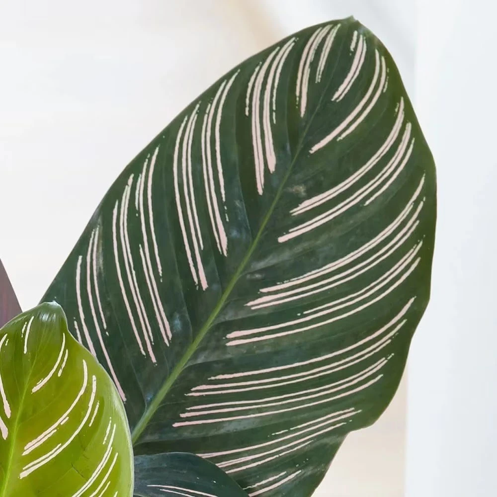 Goeppertia Ornata 2 Goeppertia Ornata - Image 2