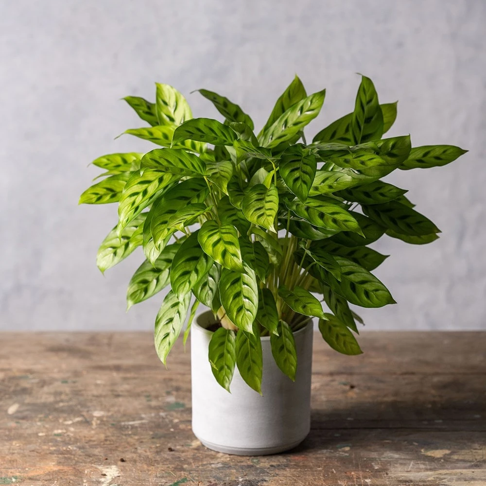 Goeppertia Concinna 2 Goeppertia Concinna - Image 2