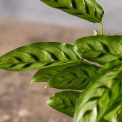 Goeppertia Concinna 7 Goeppertia Concinna -Perennials Sales pl2000031750 card3 lg