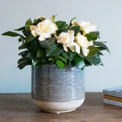 Gardenia Jasminoides 7 Gardenia Jasminoides -Perennials Sales pl2000031758 card4 lg