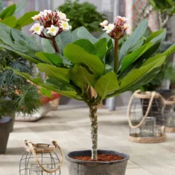 Plumeria Rubra Hawaiian Opal Pink ('Php2016') (PBR) 9 Plumeria Rubra Hawaiian Opal Pink ('Php2016') (PBR) -Perennials Sales pl2000031997 card5 lg