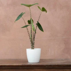 Alocasia Zebrina -Perennials Sales pl2000032005 card3 lg