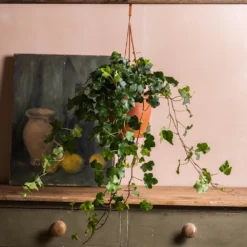 Hedera Helix 'Wonder' -Perennials Sales pl2000032009 card3 lg