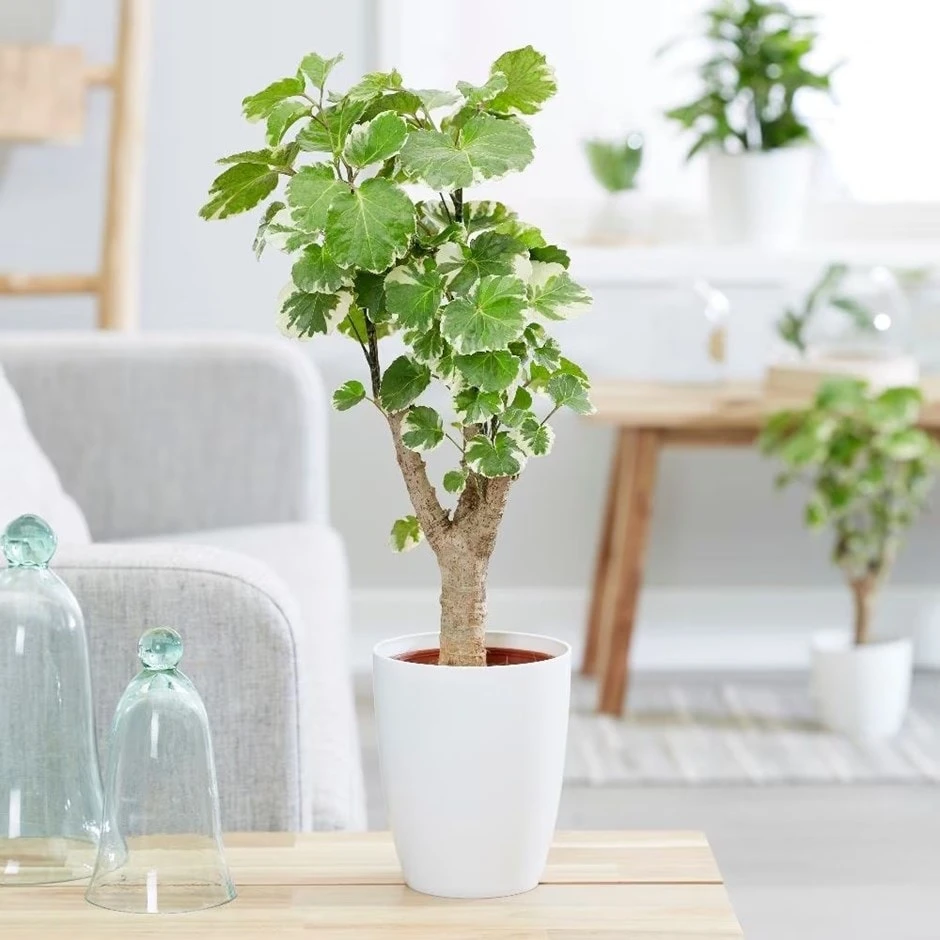 Polyscias Scutellaria 'Balfourii' 1 Polyscias Scutellaria 'Balfourii'