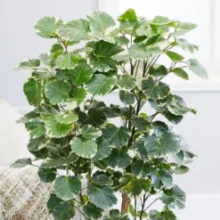 Polyscias Scutellaria 'Balfourii' 8 Polyscias Scutellaria 'Balfourii' -Perennials Sales pl2000032015 card4 lg