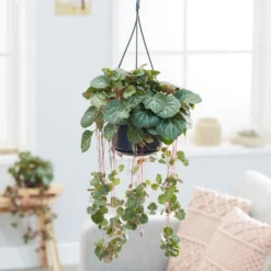 Saxifraga Stolonifera -Perennials Sales pl2000032041 card3 lg