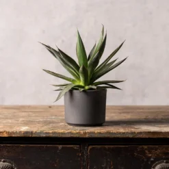 Agave 'Shaka Zulu' -Perennials Sales pl2000032043 card3 lg