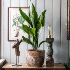 Aspidistra Elatior 8 Aspidistra Elatior -Perennials Sales pl2000032065 card4 lg