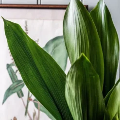 Aspidistra Elatior 9 Aspidistra Elatior -Perennials Sales pl2000032065 card5 lg
