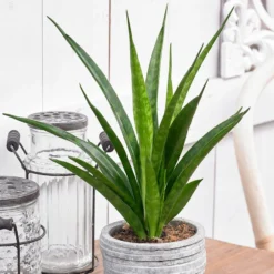 Sansevieria Kirkii 'Friends'