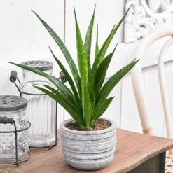 Sansevieria Kirkii 'Friends' -Perennials Sales pl2000032083 card3 lg