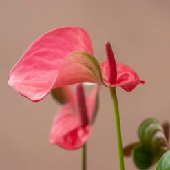Anthurium Pink Champion ('Antinkeles') (PBR) -Perennials Sales pl2000032090 card3 lg