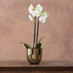 Phalaenopsis Grandiflorum 'White' -Perennials Sales pl2000032092 card3 lg