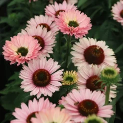 Echinacea SunSeekers Salmon ('IFECSSSAL') (PBR) (SunSeekers Series)