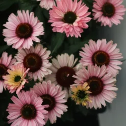 Echinacea SunSeekers Salmon ('IFECSSSAL') (PBR) (SunSeekers Series) 7 Echinacea SunSeekers Salmon ('IFECSSSAL') (PBR) (SunSeekers Series) -Perennials Sales pl2000033448 card3 lg