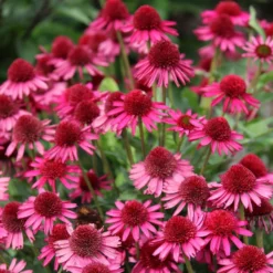 Echinacea Delicious Candy ('Noortdeli') (PBR)