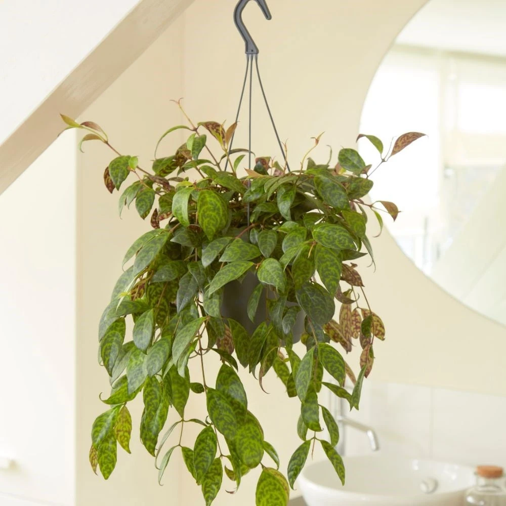 Aeschynanthus Longicaulis 3 Aeschynanthus Longicaulis - Image 3