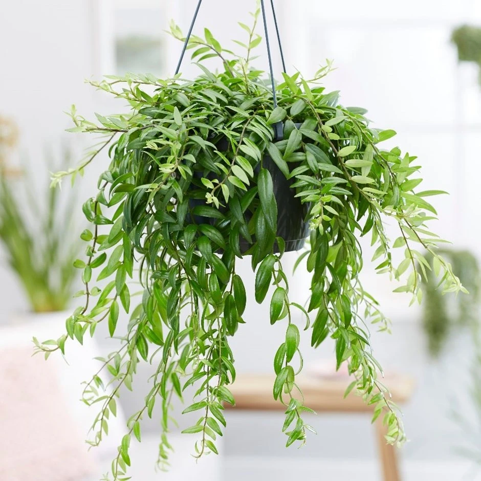 Aeschynanthus Japhrolepis 1 Aeschynanthus Japhrolepis