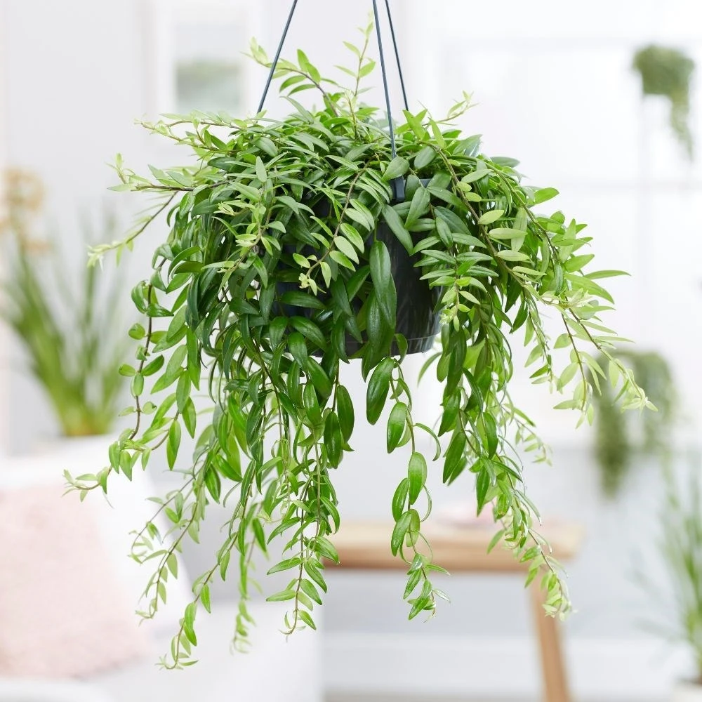 Aeschynanthus Japhrolepis 3 Aeschynanthus Japhrolepis - Image 3