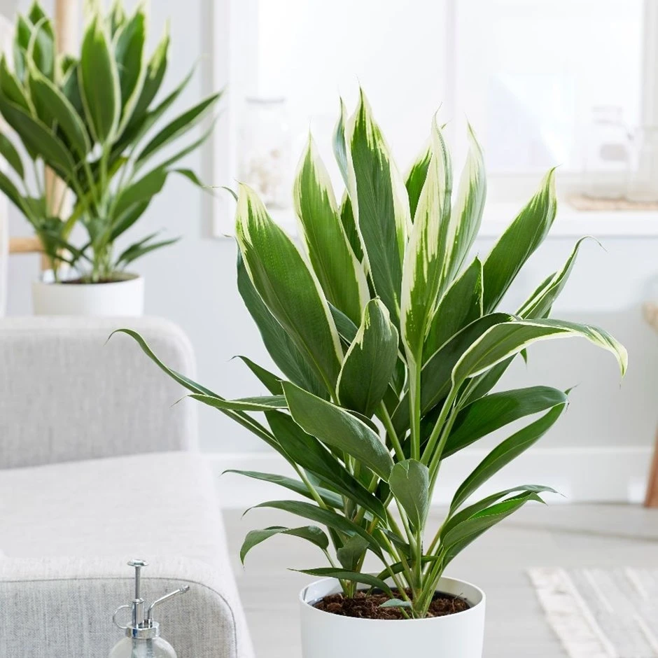 Cordyline Fruticosa 'Conga' 1 Cordyline Fruticosa 'Conga'