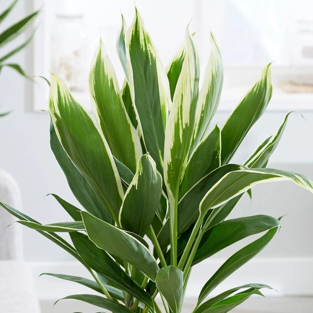 Cordyline Fruticosa 'Conga' 2 Cordyline Fruticosa 'Conga' - Image 2