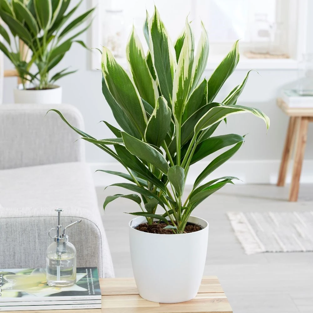 Cordyline Fruticosa 'Conga' 3 Cordyline Fruticosa 'Conga' - Image 3