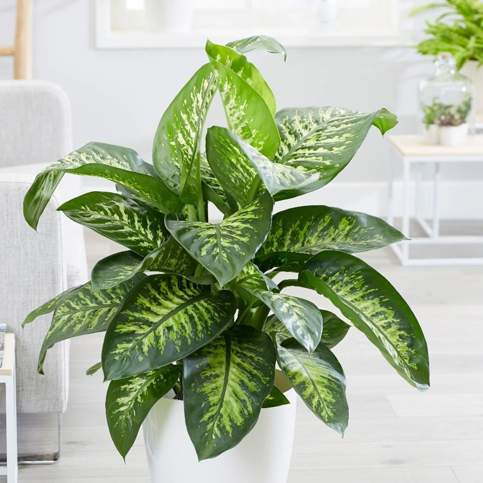 Dieffenbachia 'Tropic Snow' 1 Dieffenbachia 'Tropic Snow'