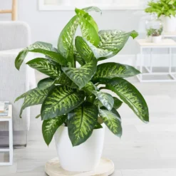 Dieffenbachia 'Tropic Snow' 5 Dieffenbachia 'Tropic Snow' -Perennials Sales pl2000033600 card3 lg