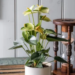 Anthurium Vanilla Champion -Perennials Sales pl2000033604 card3 lg